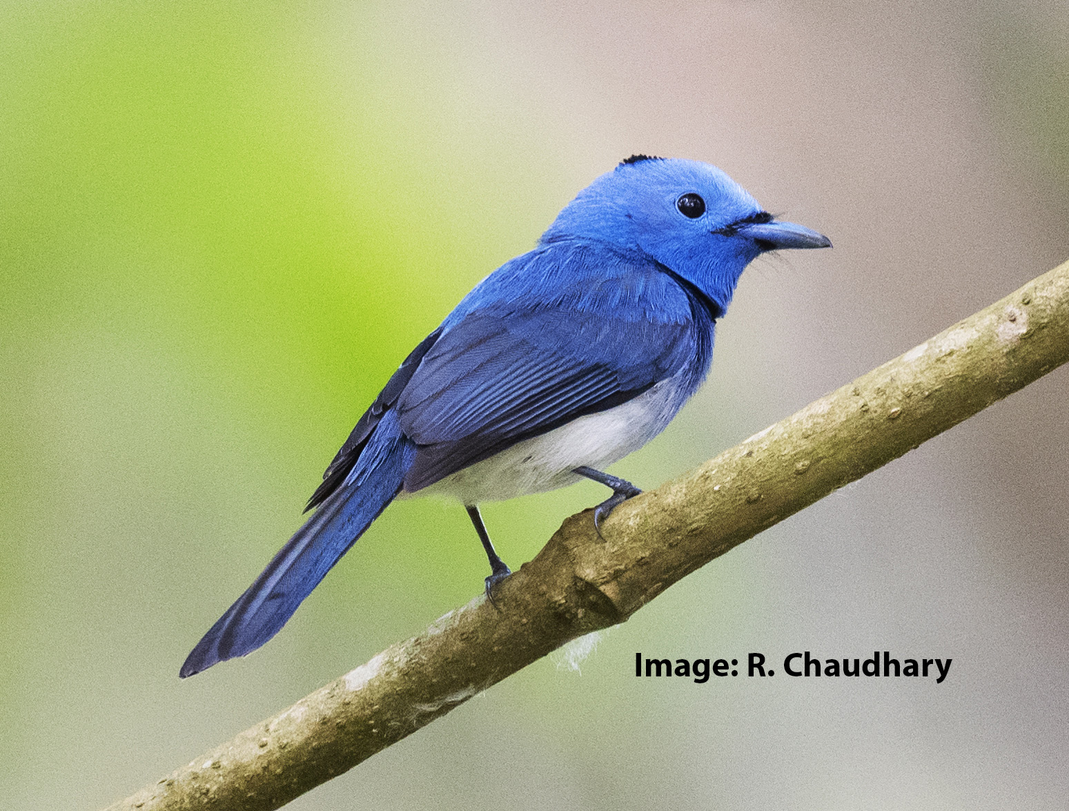 Black-naped Monarch, Manas