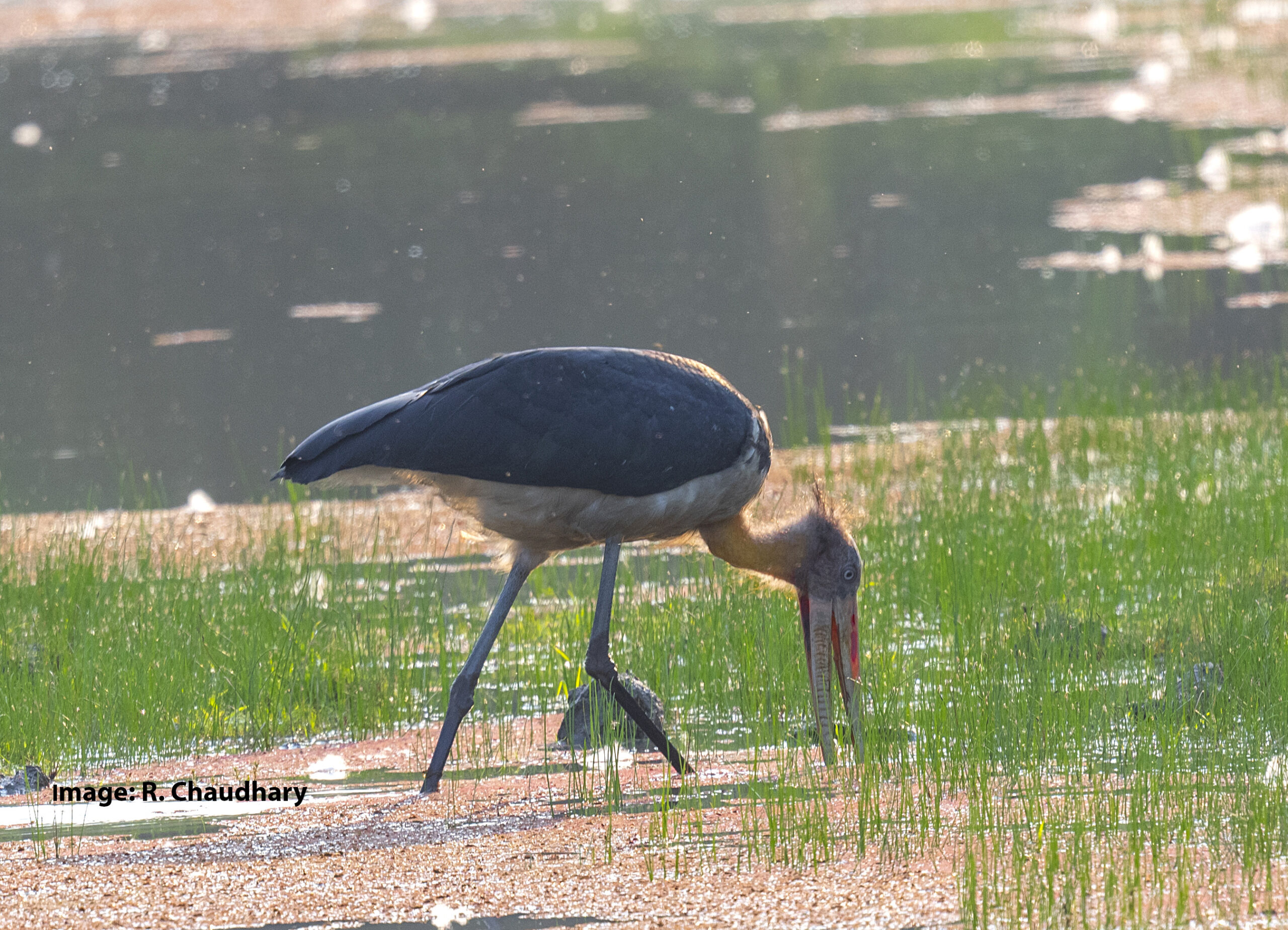 Lesser adjutant, Pobitora