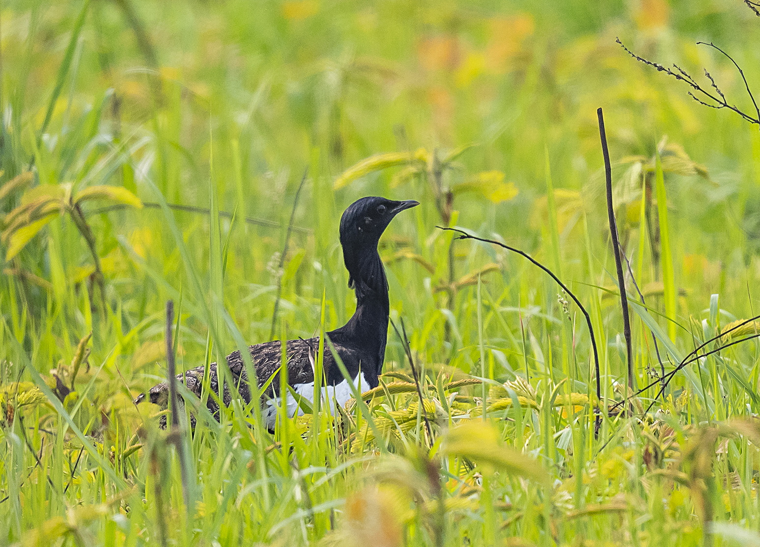bengal florican, Mamas