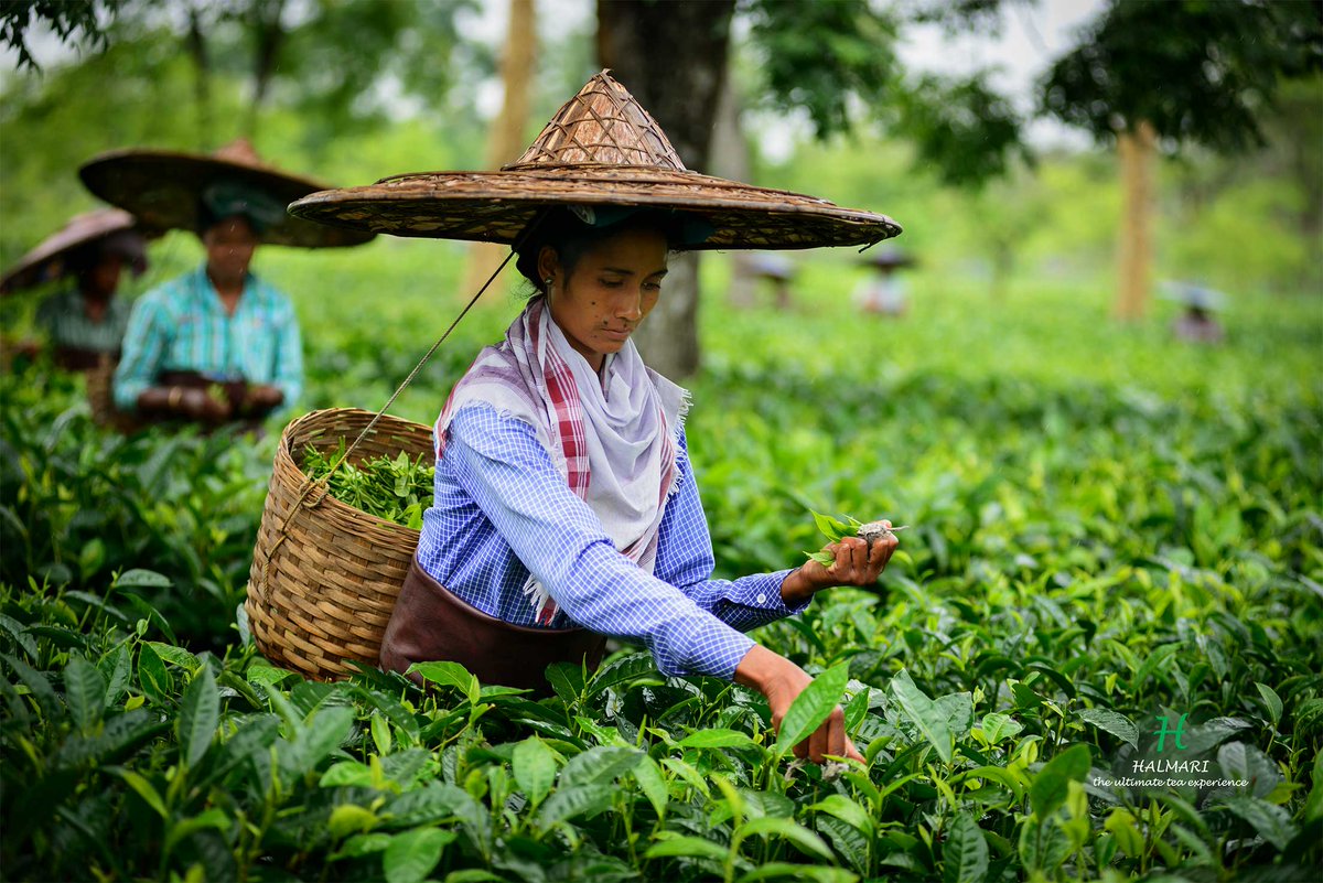 Assam Tea Garden Tours: Where to Stay & What to Expect