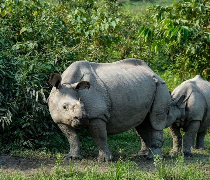 One horned rhino.jpg
