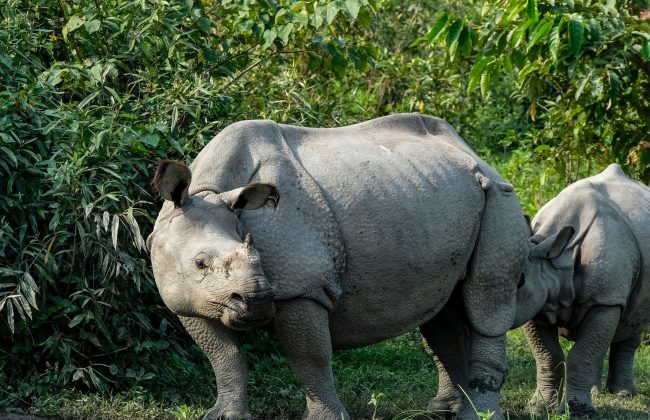 One horned rhino.jpg