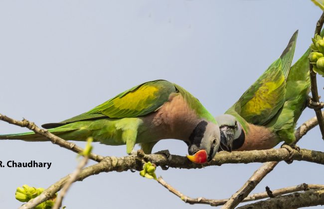 Red-breasted Parakeet.jpg