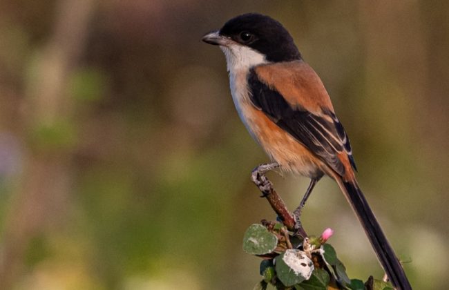 WhatsApp Image 2025-02-03 at 10.41.14 PM (1)