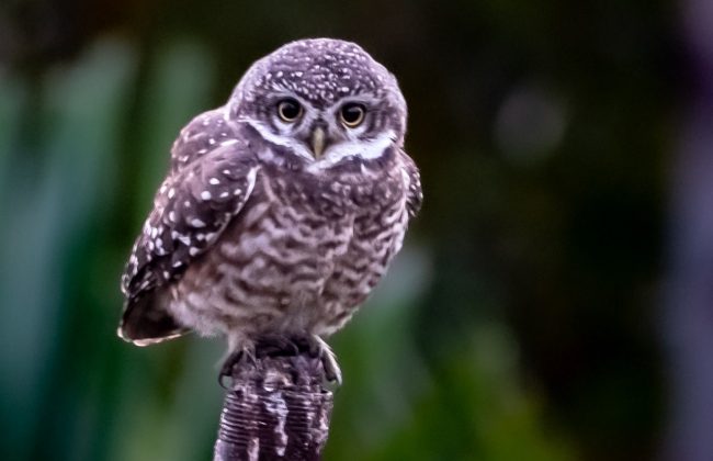 WhatsApp Image 2025-02-03 at 10.41.15 PM (3)