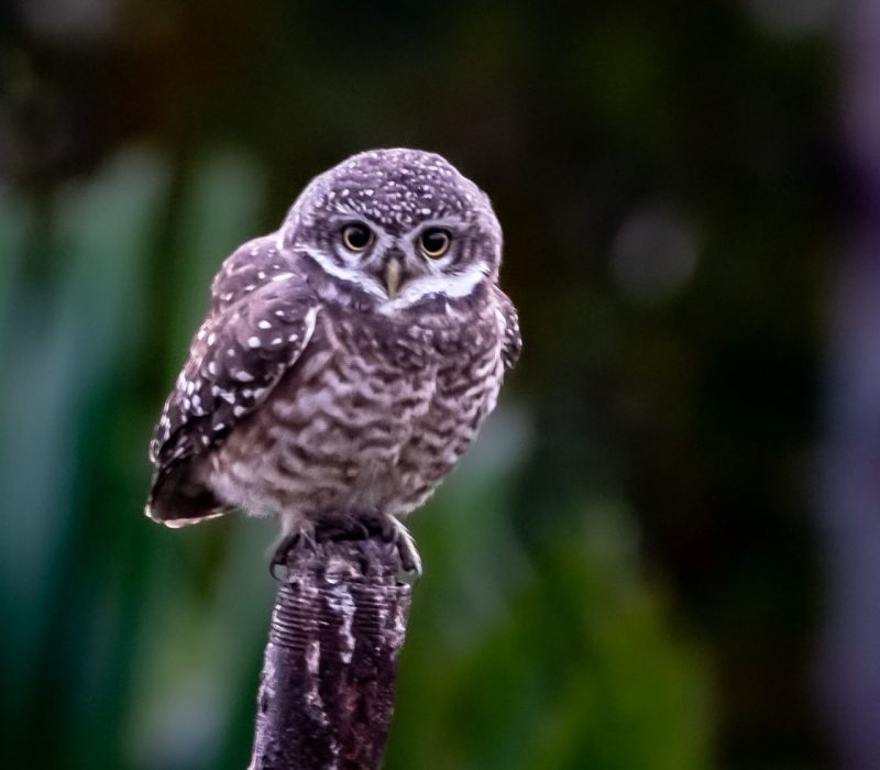 WhatsApp Image 2025-02-03 at 10.41.15 PM (3)