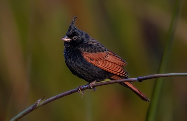 WhatsApp Image 2025-02-03 at 10.41.16 PM