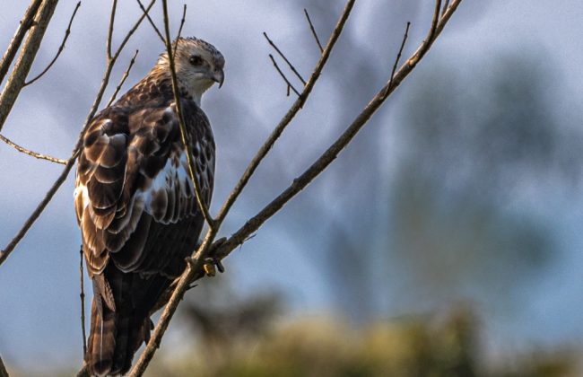 WhatsApp Image 2025-02-03 at 10.41.17 PM