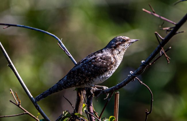 WhatsApp Image 2025-02-03 at 10.41.20 PM (3)